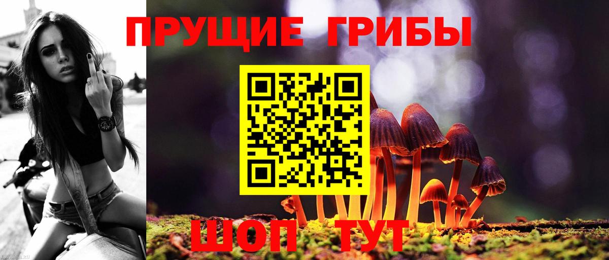 Псилоцибиновые грибы Psilocybe Одинцово